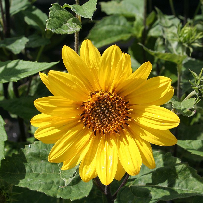 STM - Helianthus dec. 'Triomphe de Gand'
