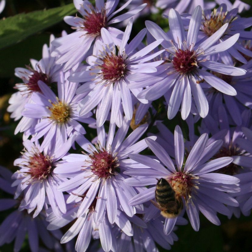 Aster cordifolius 'Little Carlow'