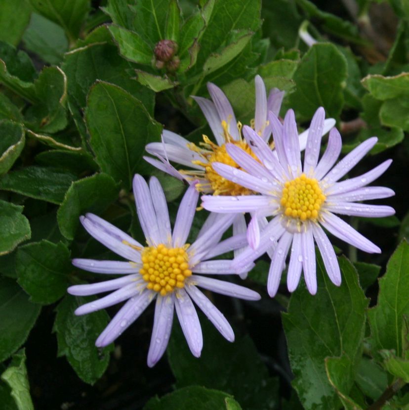 Aster ageratoides 'Asran'