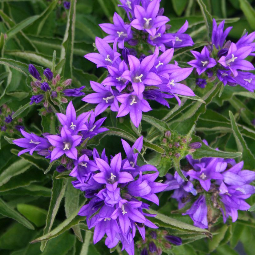 STM - Campanula glom. 'Genti Blue'