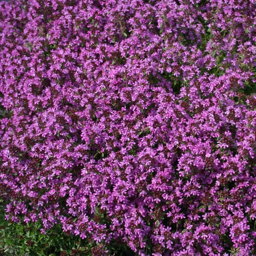 STM - Thymus serpyllum 'Magic Carpet'