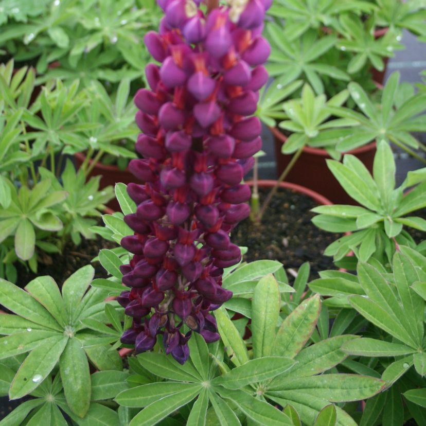 STM - Lupinus hybr. 'Masterpiece'