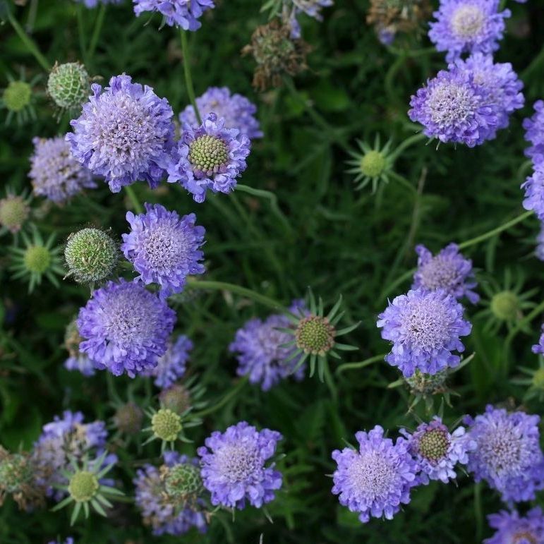STM - Scabiosa japonica 'Blue Note'