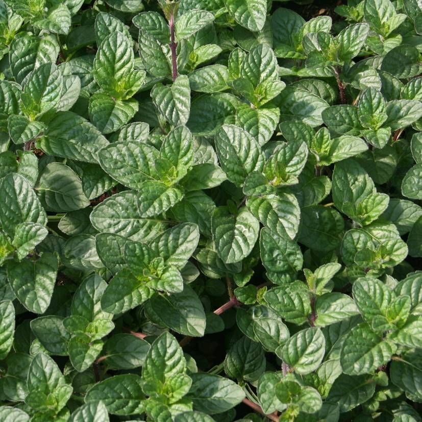 Mentha species 'Berries and Cream'