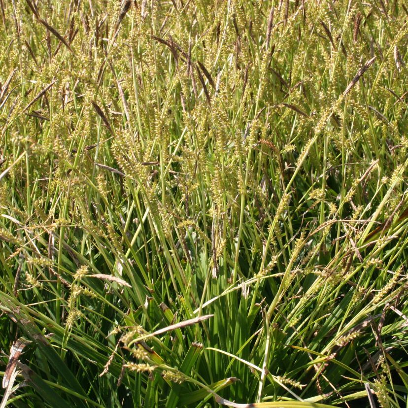STM - Carex morrowii ssp.foliosiss.'Mosten'