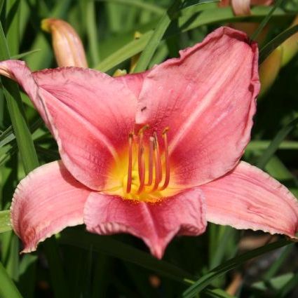 Hemerocallis hybr. 'Pink Damask'