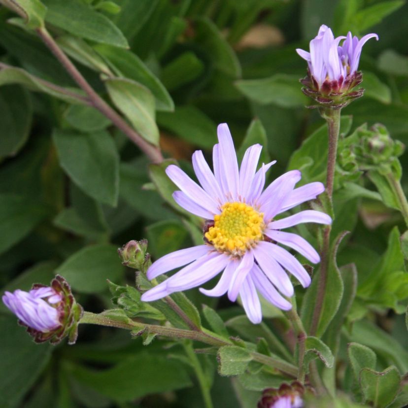Aster x frikartii 'Wunder von Stäfa'