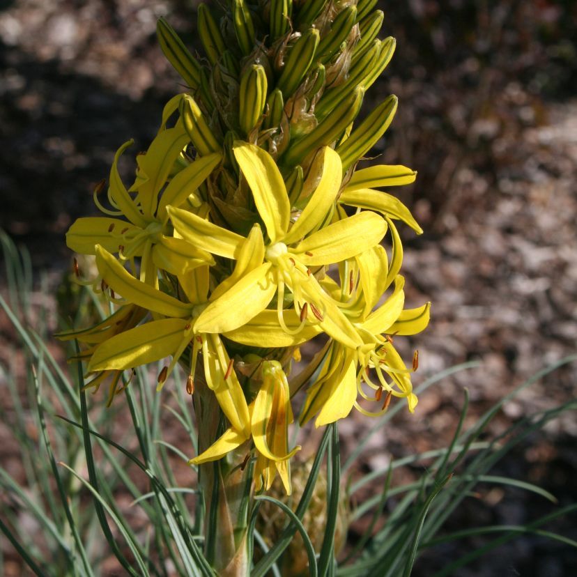 Asphodeline lutea