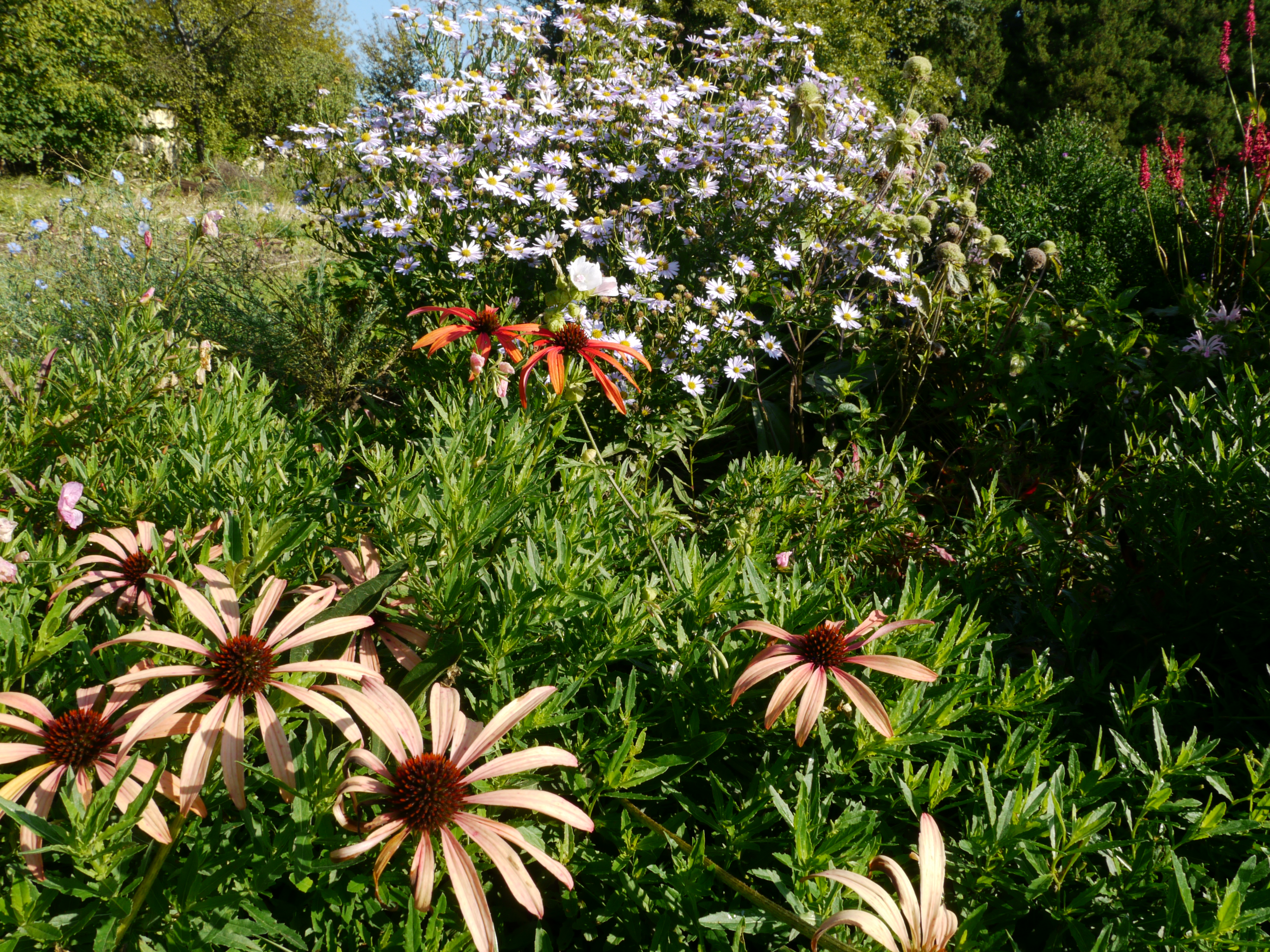 Essbare Blüten blau weiß rot - Staudenmischung