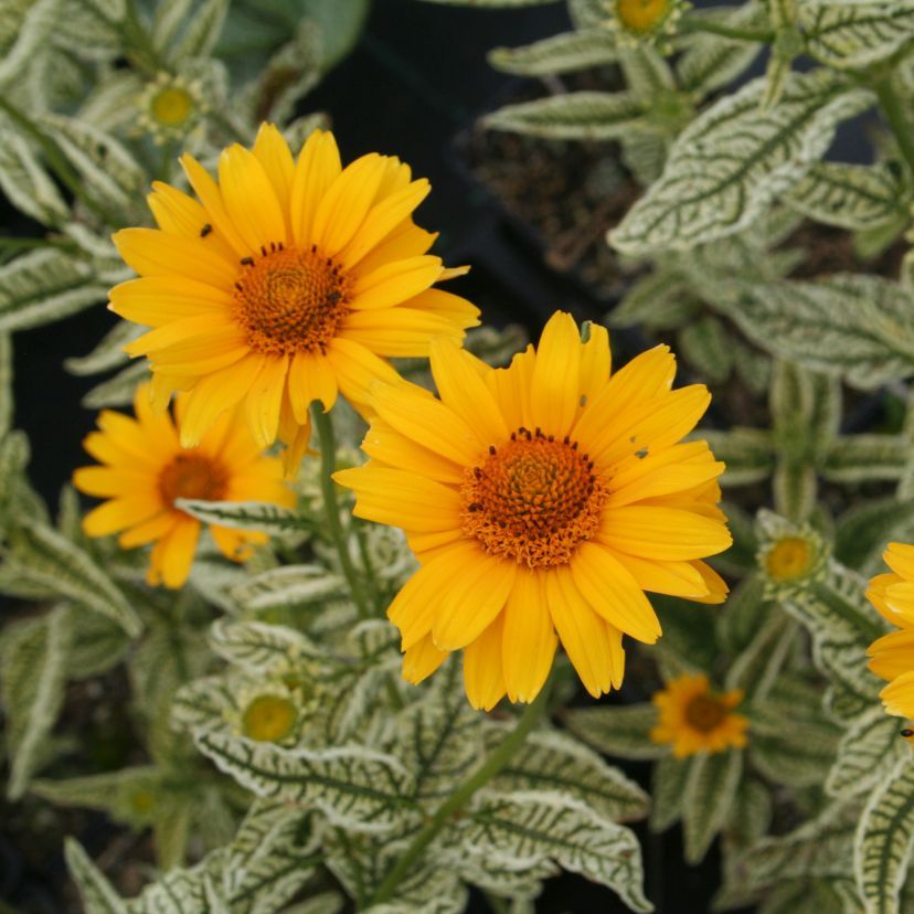 Heliopsis scabra 'Loraine Sunshine'