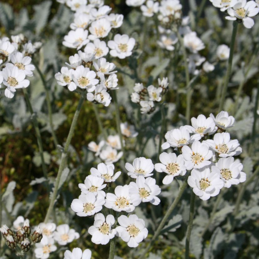 Achillea umbellata