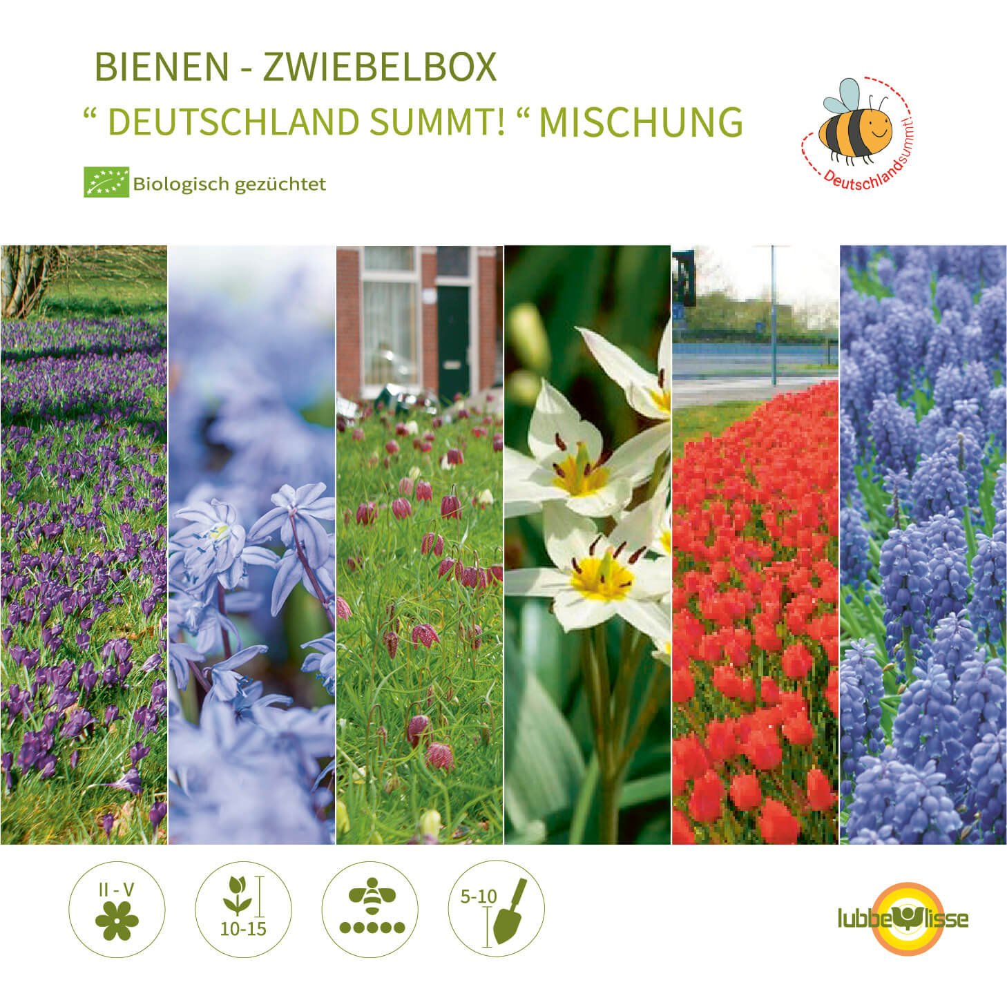 Bienen - Zwiebelbox