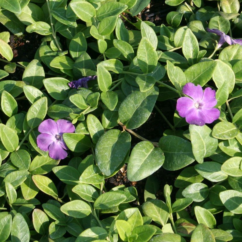 Vinca minor 'Verino'