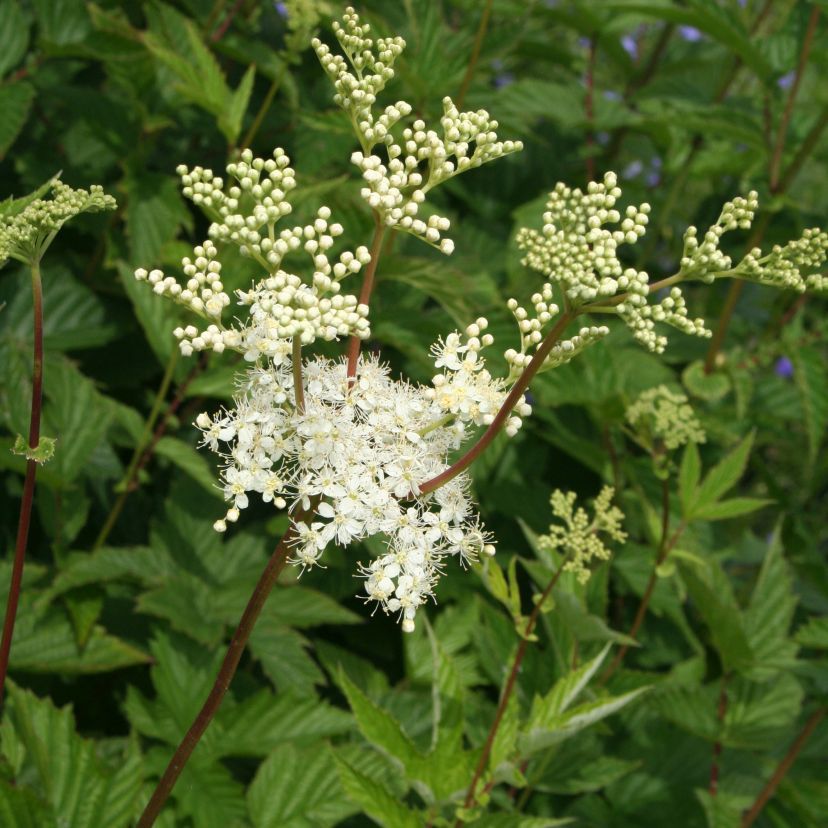 Filipendula ulmaria