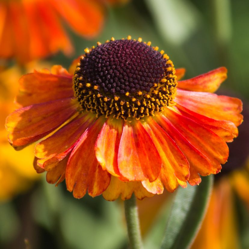 STM - Helenium hybr. 'Short'n Sassy' -R-