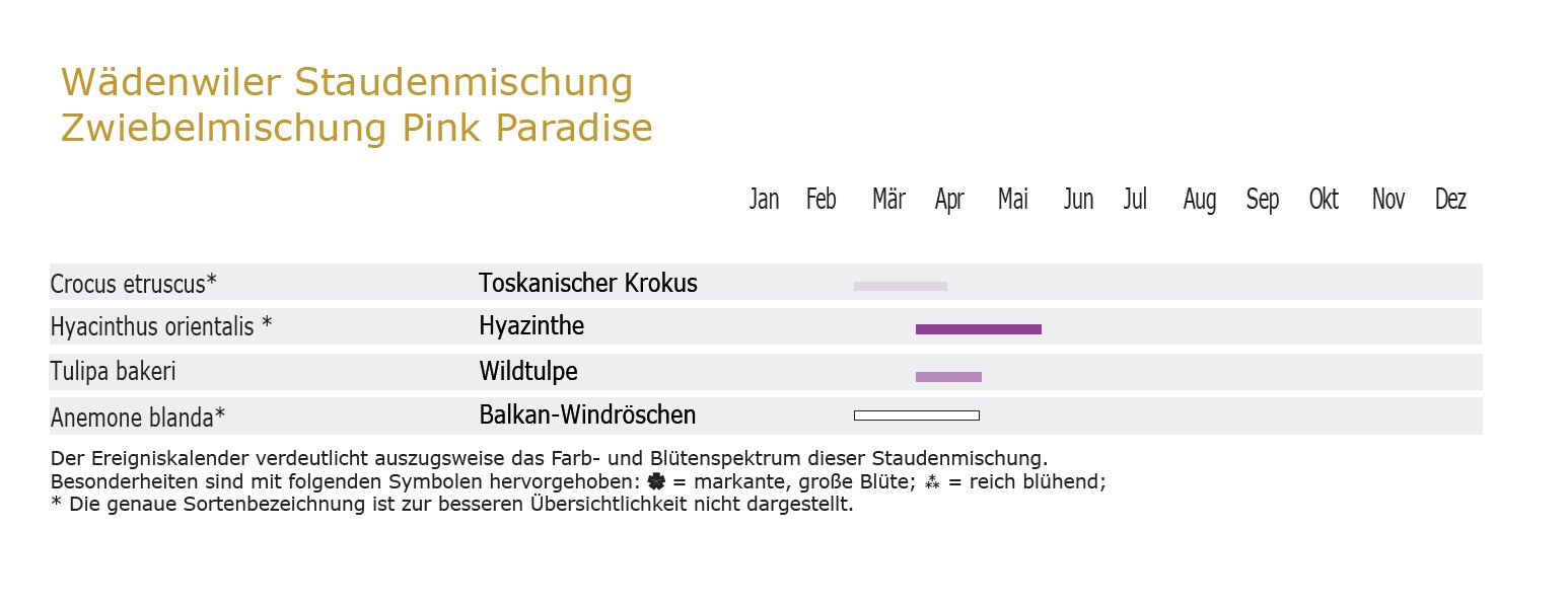 Pink Paradise - Zwiebel-und Knollenmischung