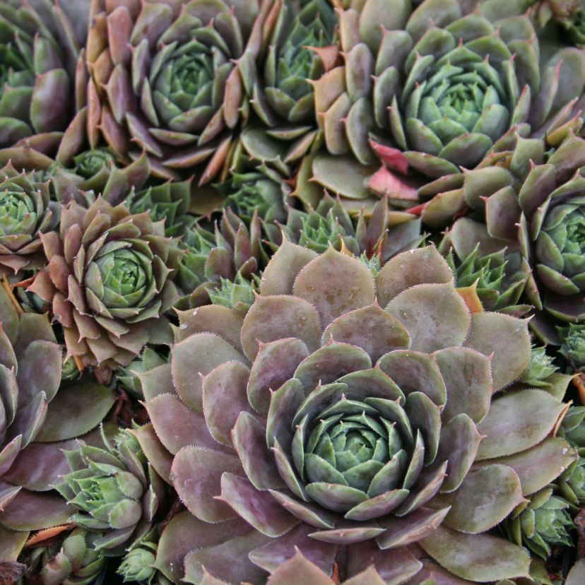 Sempervivum metallicum 'Gigantheum'