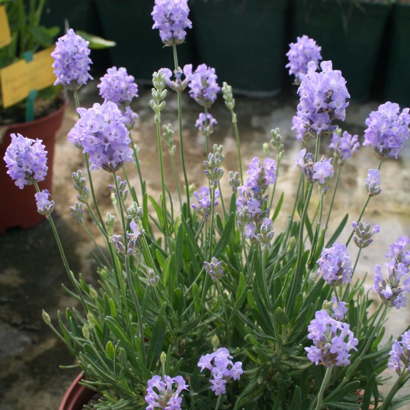 STM - Lavandula angustif. 'Little Lottie' -R-