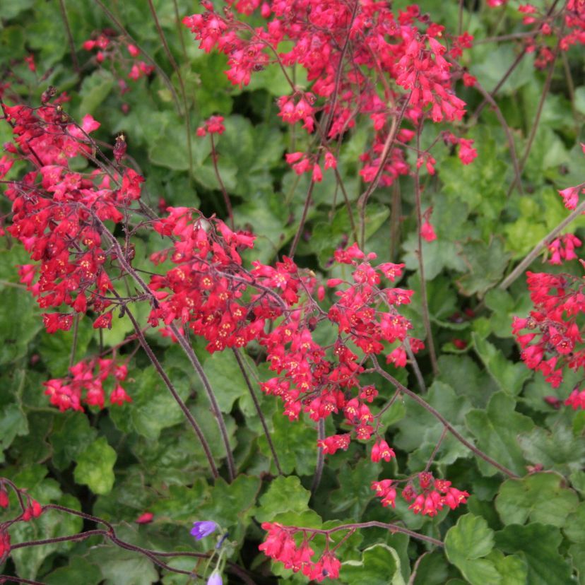 Heuchera sanguinea 'Leuchtkäfer'