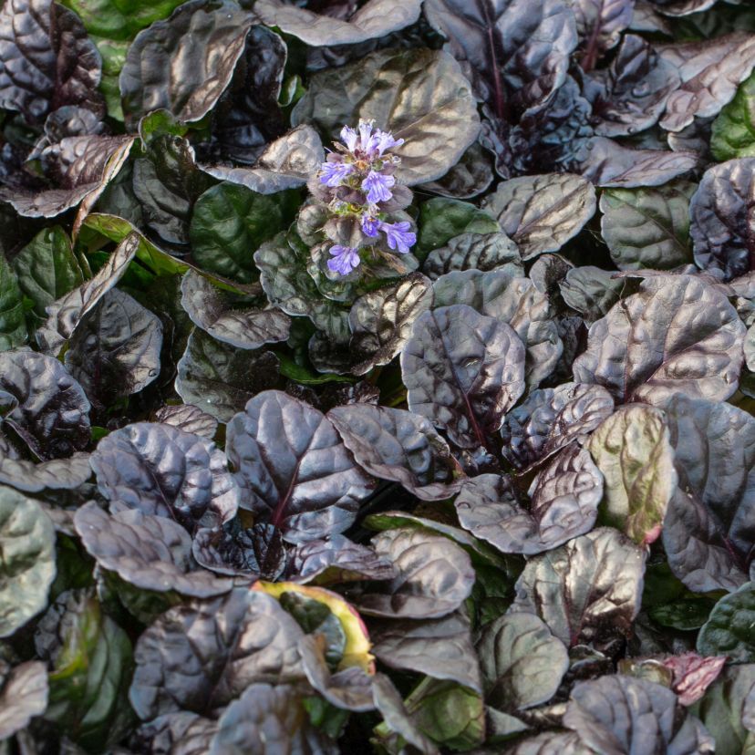 STM - Ajuga reptans 'Black Scallop'  -R-