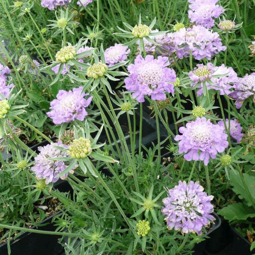 STM - Scabiosa columbaria 'Nana'