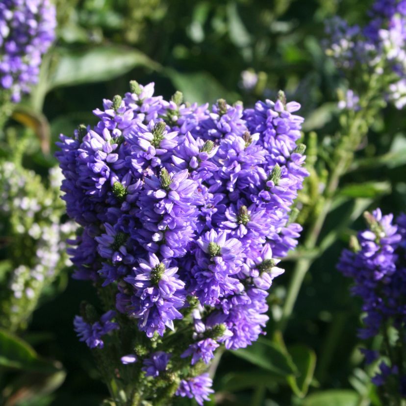 STM - Veronica spicata 'Atomic Blue'