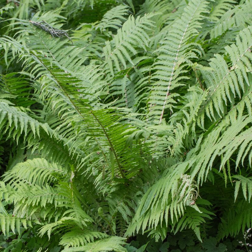 Matteucia struthiopteris