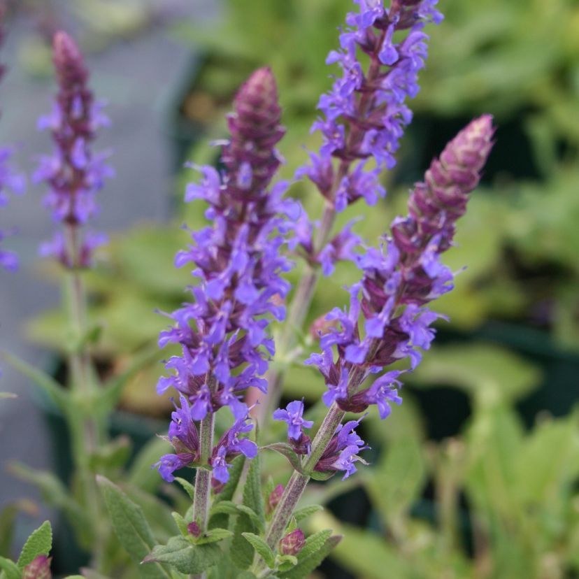STM - Salvia nemorosa 'Rhapsody in Blue'