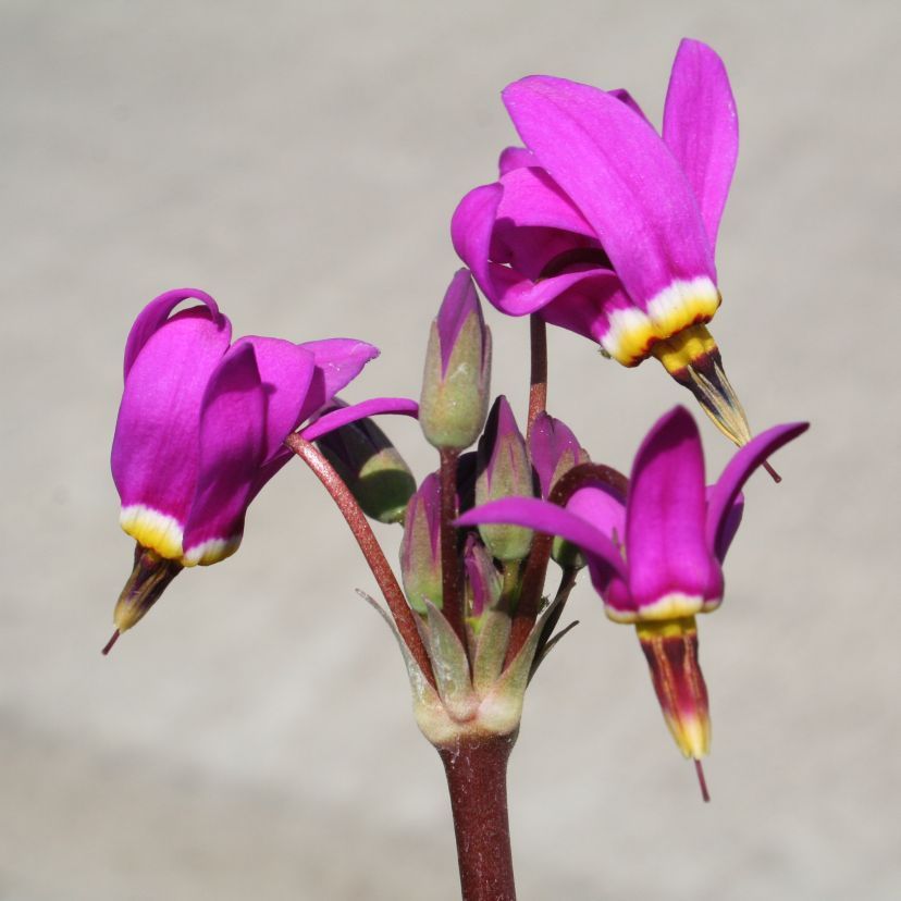 Dodecatheon meadia 'Ro.Auslese'