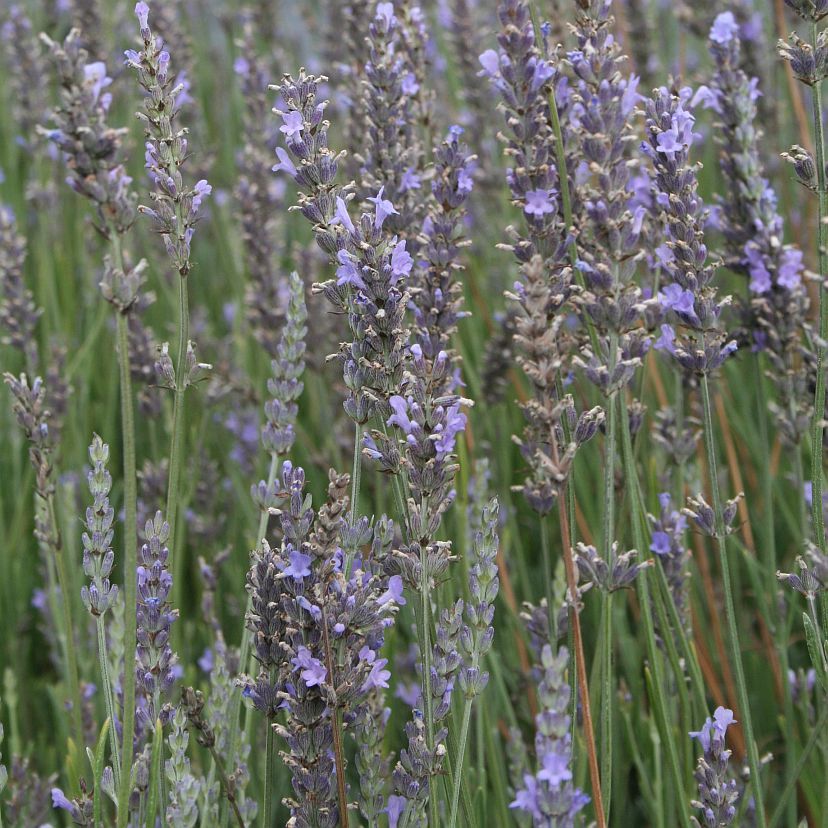 STM - Lavandula x intermedia 'Grosso'