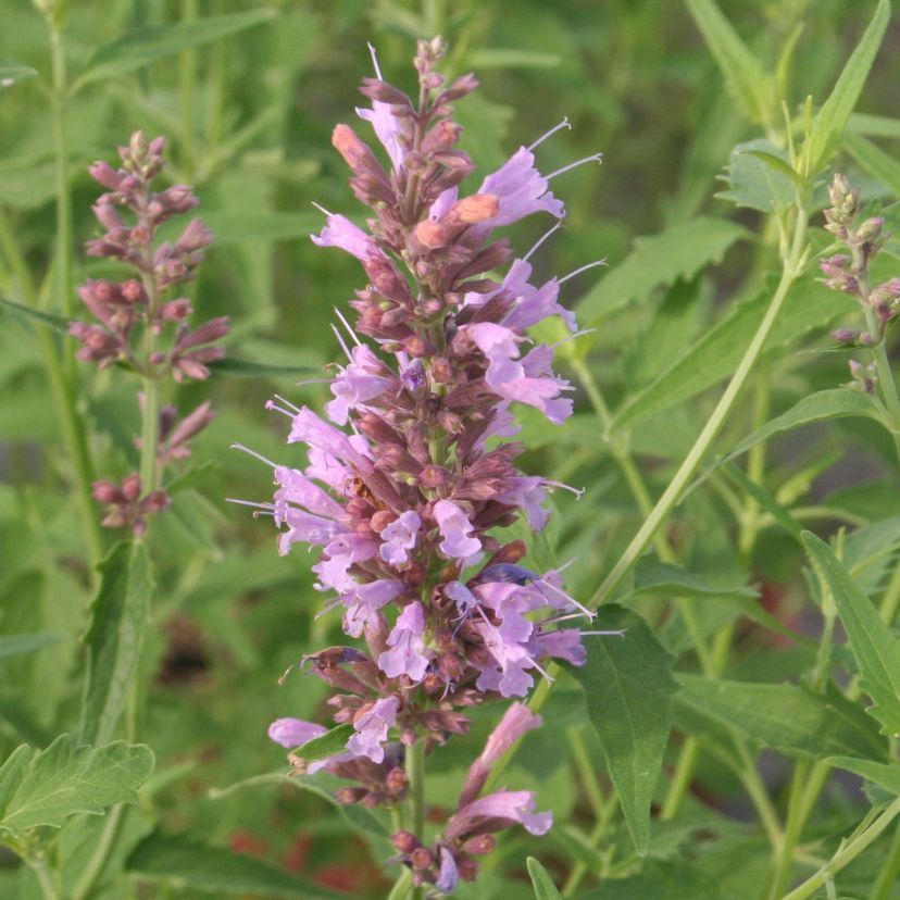 STM - Agastache hybr. 'Linda'