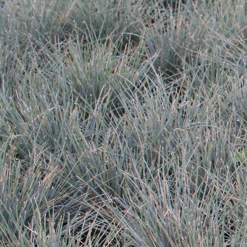 STM - Festuca ovina 'Blauglut'