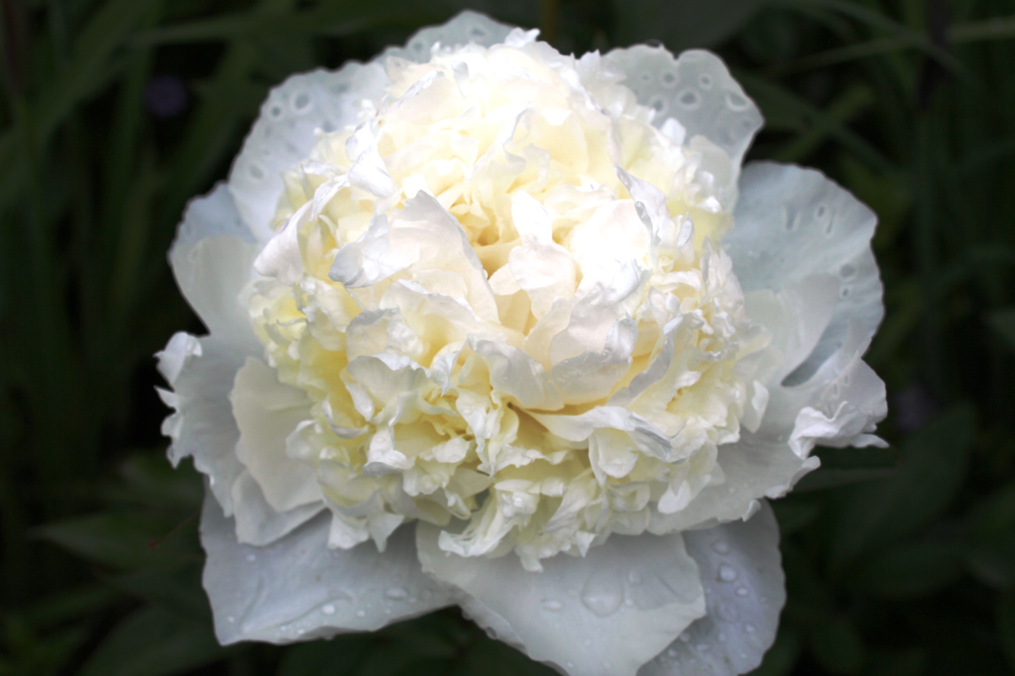 Landhausblüte blau-weiß-rosa - Staudenmischpflanzung als Fertigmischung vorgemischt