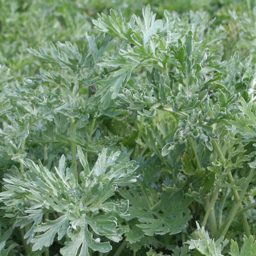 Artemisia absinthium