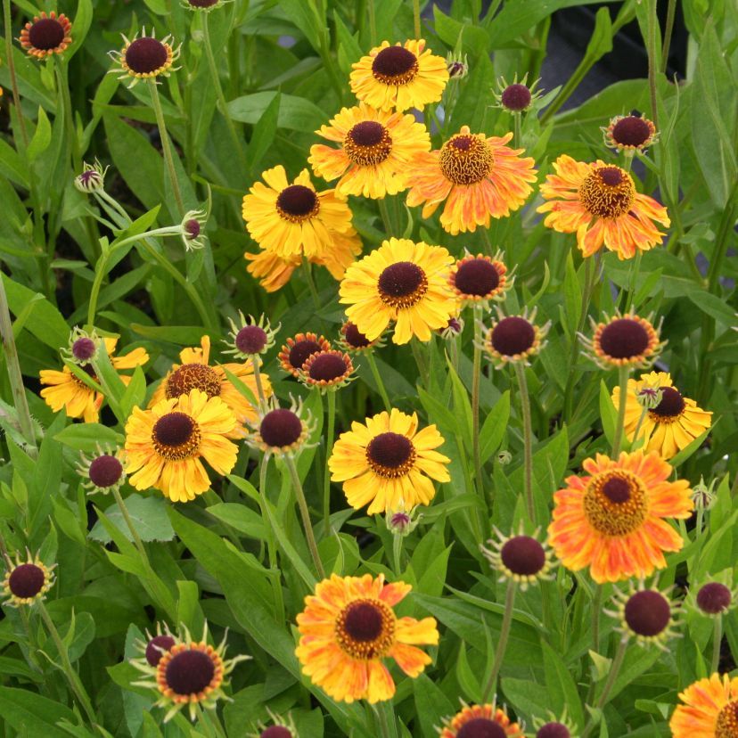 STM - Helenium hybr. 'Wyndley'