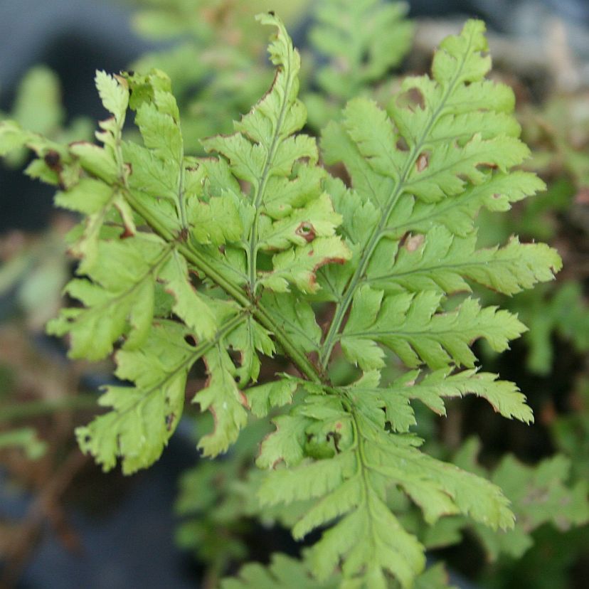 STM - Dryopteris dilatata(austriaca)
