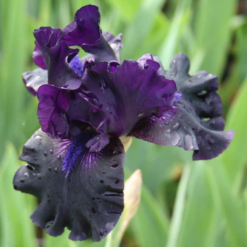 STM - Iris barb.- elat. 'Ghost Train'