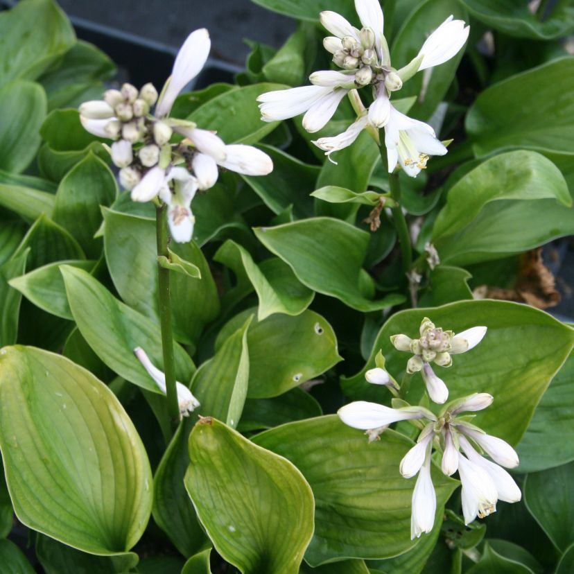 STM - Hosta hybr. 'Lakeside Lollipop'