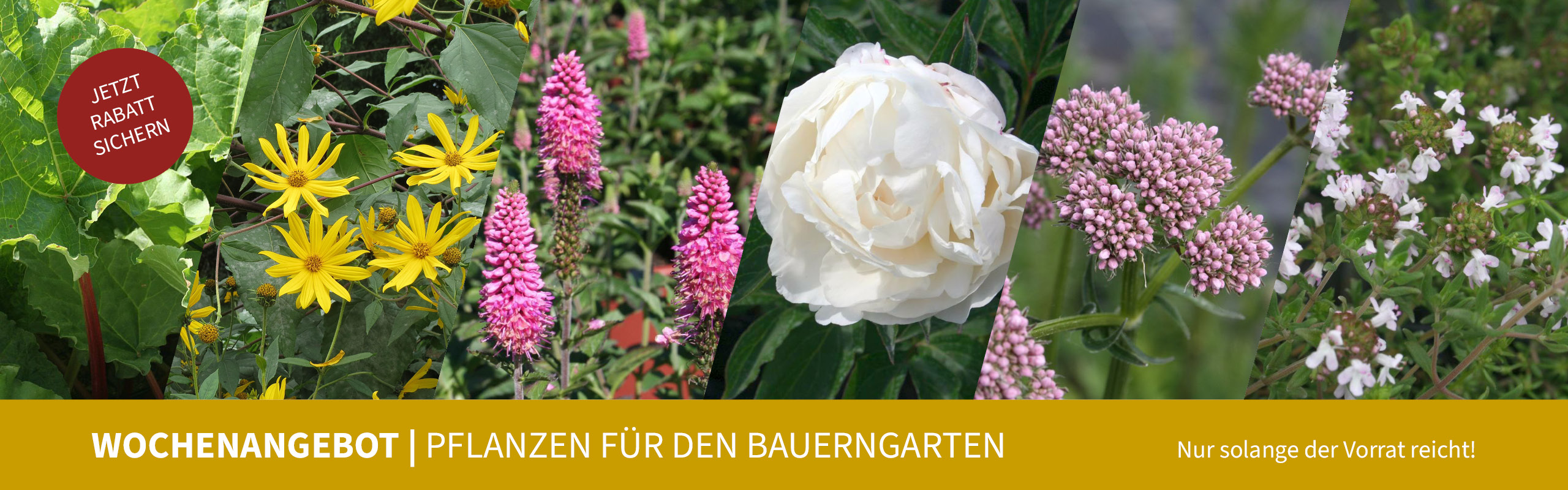 Wochenangebot | Pflanzen für den Bauerngarten. Nur solange der Vorrat reicht! Jetzt Rabatt sichern