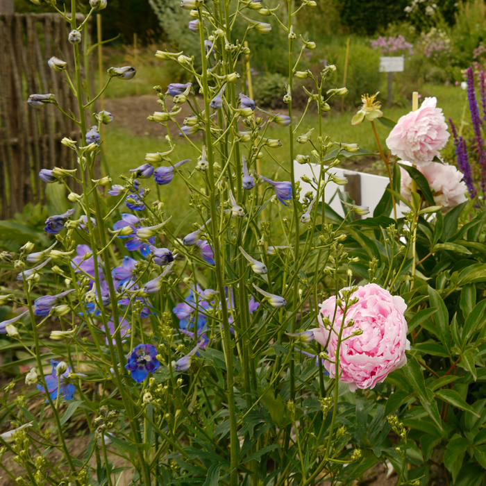 LANDHAUSBLÜTE-BOX