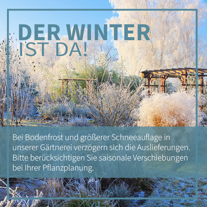 Bild mit Text: Der Winter ist da. Bei Bodenfrost und größerer Schneeauflage in unserer Gärtnerei verzögern sich die Auslieferungen. Bitte berücksichtigen Sie saisonale Verschiebungen bei Ihrer Pflanzplanung. 