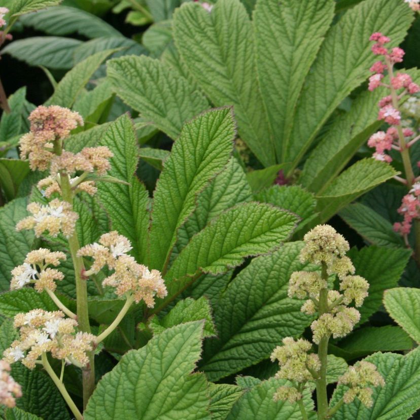 Rodgersia pinnata