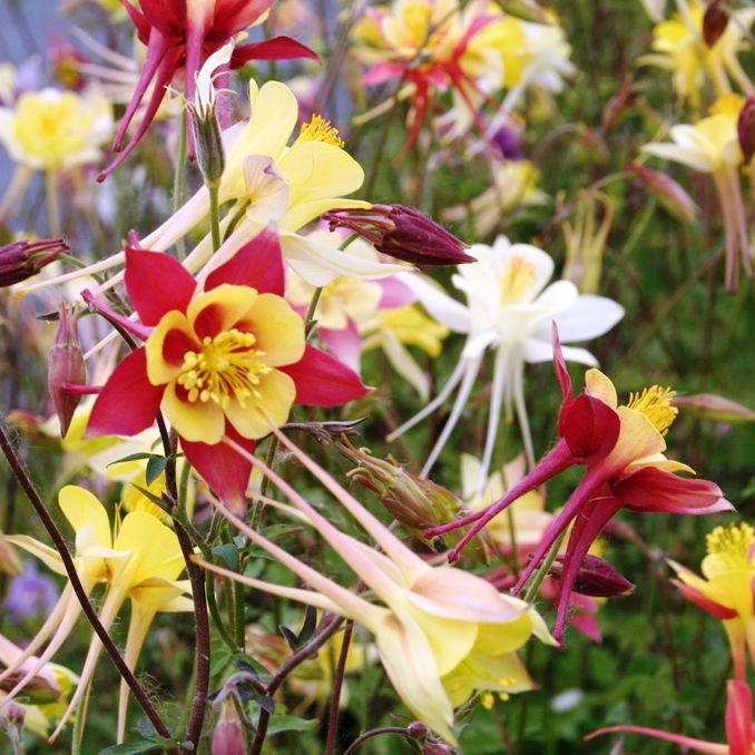 Aquilegia caer. 'Mc Kana'