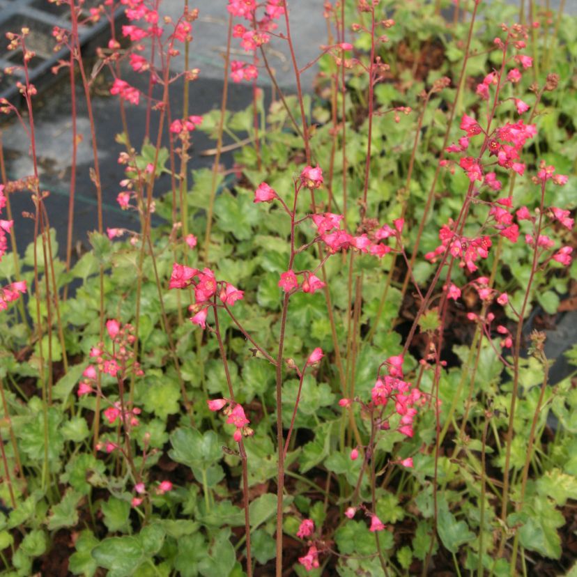 STM - Heuchera x briz. 'Pluie de Feu'