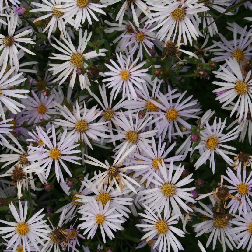 Aster pyrenaeus 'Lutetia'
