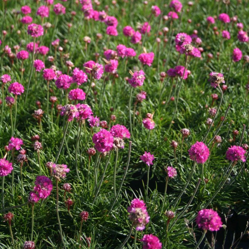 Armeria maritima 'Düsseldorfer Stolz'