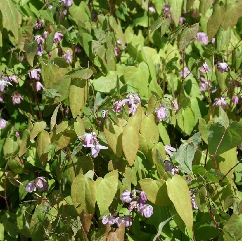 Epimedium youngianum 'Roseum'