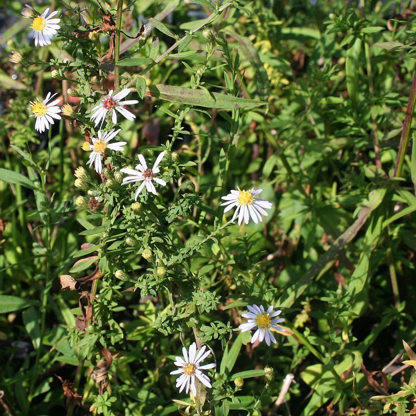 Aster ericoid. 'Erlkönig'