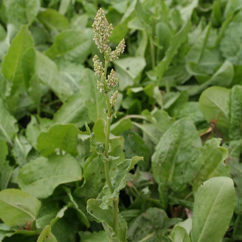 STM - Rumex acetosa