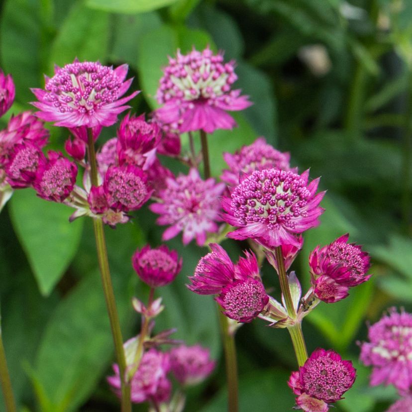 STM - Astrantia major 'Lars'